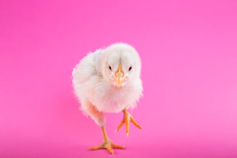 baby chicken